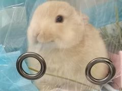 -爱侣宠医·鹦鹉专科·小型哺乳类·异宠专科(灵石路店)