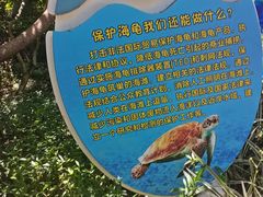 -广东惠东海龟国家级自然保护区