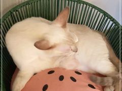 -Cappucimeow猫咪咖啡馆(韦伯时代店)