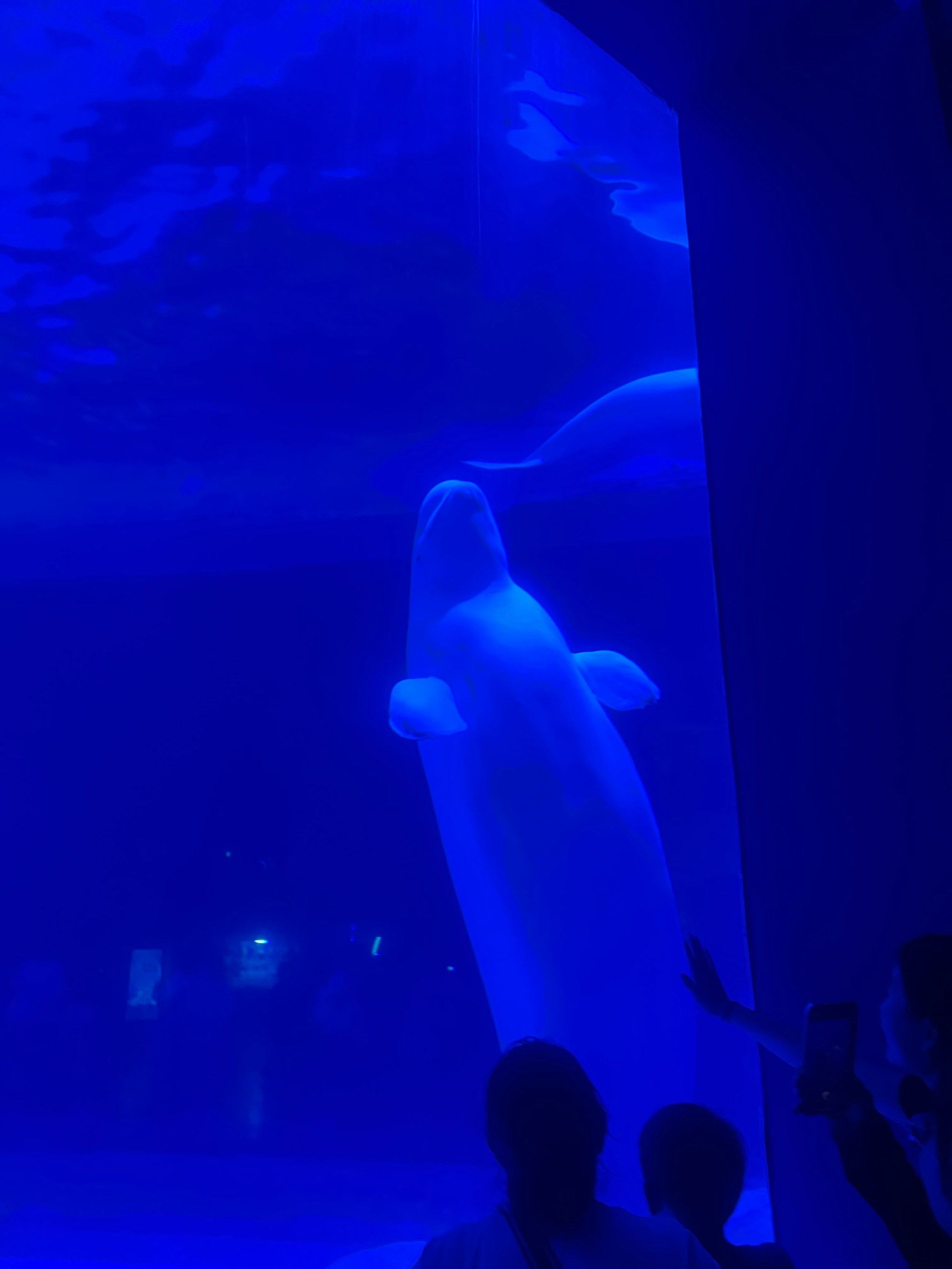 海洋馆里有什么🤔——白鲸❗️