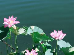 -莲花池公园