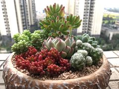 -水果地带(中航国际店)