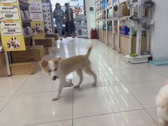 -翊宠yipet猫狗购宠庄园
