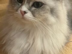 -Let's go狗咖·猫咖·奶狗·桌游(春熙路IFS店)