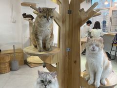 -Heymao猫咖.咖啡厅(东门店)