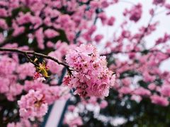 -南山植物园