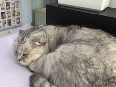 -喵的天空名猫咖啡馆·撸猫·猫舍·用品