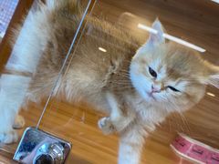 -猫十亿·布偶金渐层·曼基康矮脚猫舍(青年路店)