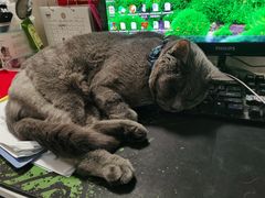 -萌兽医馆·犬猫专科·眼科中心·宠物医院(朝阳门分院)