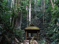-西双版纳原始森林公园