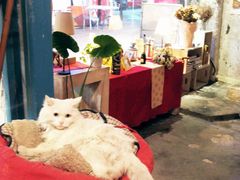 -Babycat私家御饼屋(龙头路一店)