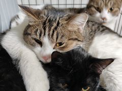 -纳吉亚猫专科动物诊疗中心(蒋宅口分院)