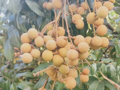 -云溪植物园