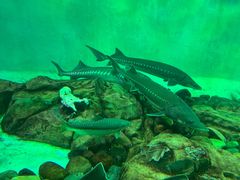 -太平洋海底世界