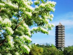 -北京大学燕东园