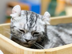 -藏猫猫咖啡主题馆(中央大道店)