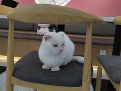 -喵园·猫主题咖啡厅·撸猫·猫咖(国贸店)