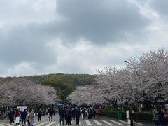 -武汉大学-樱园