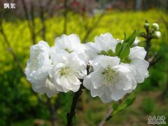 -南汇桃花村