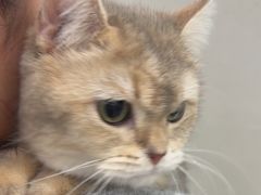 -安安宠医宠物医院·异宠·犬猫内科(岳阳分院)