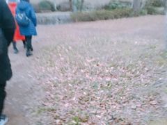 -汉拿树木园