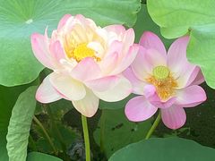 -荷塘月色湿地公园·向阳花洲
