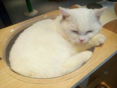-飞行喵MR PILOT|猫舍·猫咖(静安大融城店)