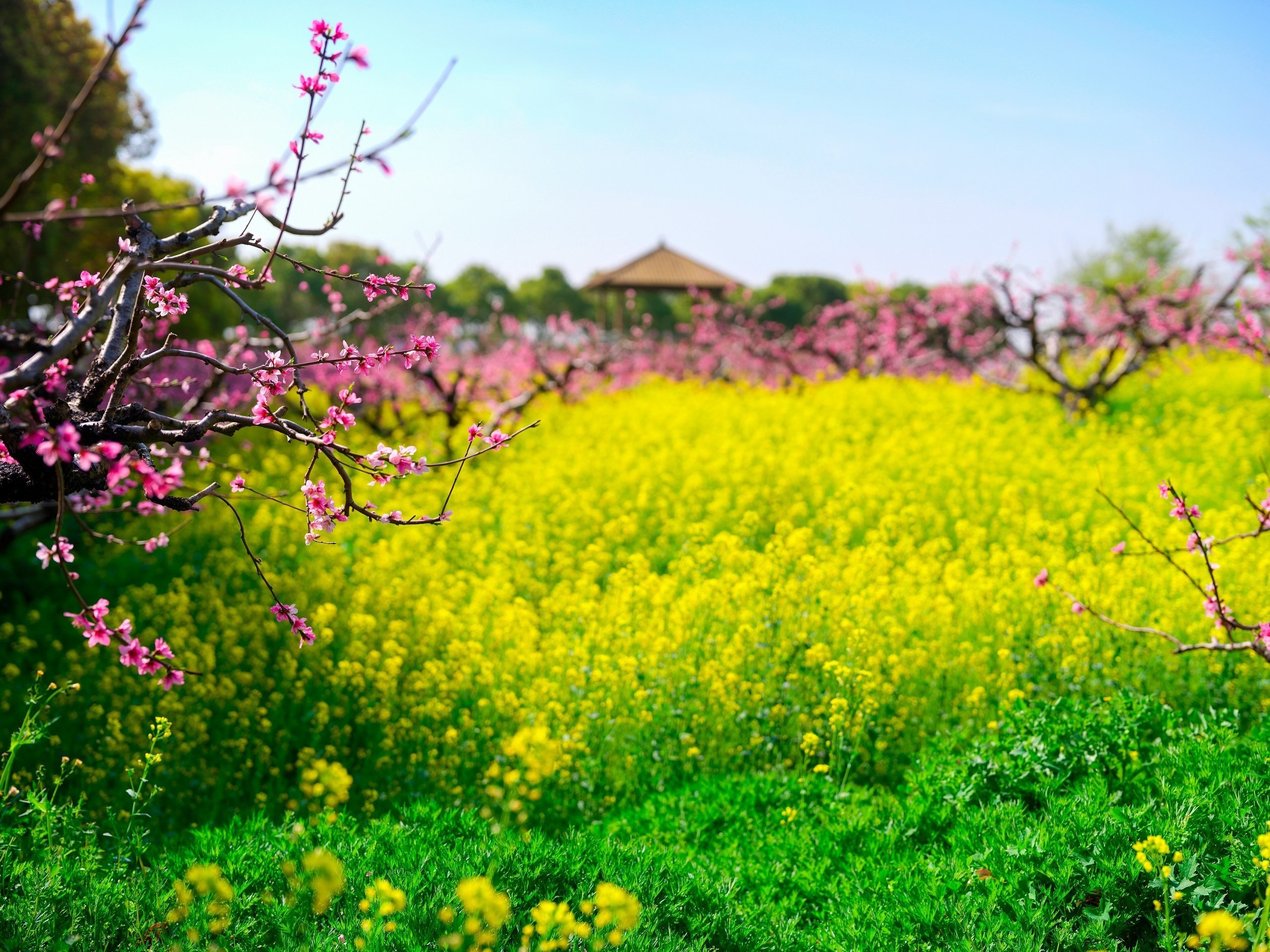 方圆生态园的桃花与油菜花浪漫邂逅