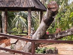 -海南热带野生动植物园