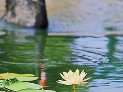 -上海辰山植物园