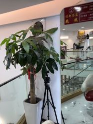 -欧丝卡发型印象