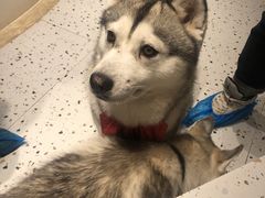 -Husky Go!哈士奇体验馆·宠物咖啡厅狗咖