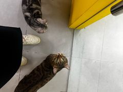 -废柴猫桌游概念馆(王府井喜悦购物中心店)