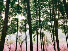 -龙头寺公园