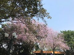 -广州莲花山旅游区