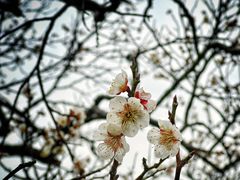 -梅花山(明孝陵内)