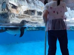 -帝企鹅自助餐厅•儿童岛•真企鹅(长隆企鹅酒店)