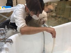 -momokira米努特·德文卷毛猫·棉花面纱犬