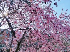-桃花堤公园