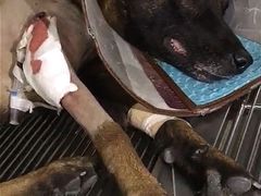 -安安宠医·安宠宠物医院