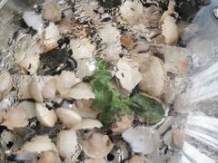 -海大大蒸汽海鲜餐厅·粤菜·特色小炒(欢乐颂店)