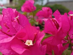 -红梅公园