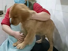 -酷狗靓猫宠物·洗护·美容·寄养(航北路店)