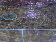 -聚盛源蒸汽海鲜火锅烤肉自助(巨川金海岸购物广场店)