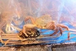 让大家看看他是怎么用获得螃蟹换死的螃蟹的-蟹之国·精品蟹料理(极地店)