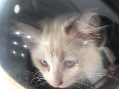 -爱诺耐芙动物医院(万博店)