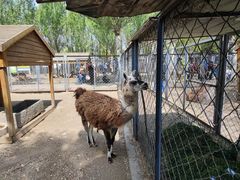 -长白岛森林公园