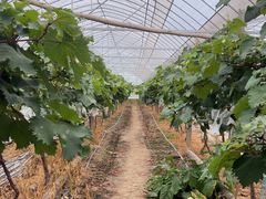 -马陆小张葡萄园农家乐