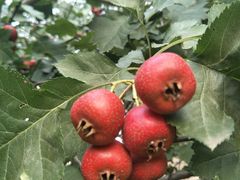 -佳乐家(新华店)