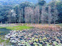 -广州市石门国家森林公园